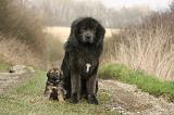 DOGUE DU TIBET 384